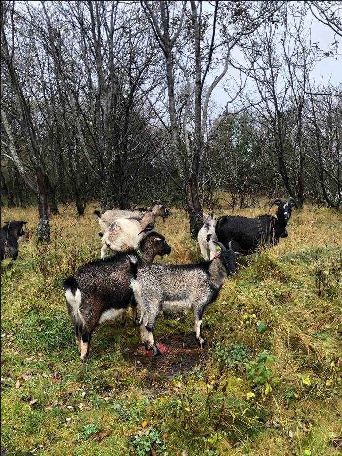 005-Rydding av skuddfelt. Kamuflasje